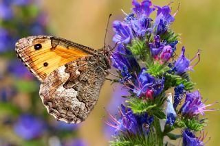 Anadolu Kzlmelei (Hipparchia pellucida)