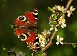 Tavus Kelebei (Inachis io)