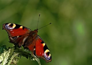 Tavus Kelebei (Inachis io)