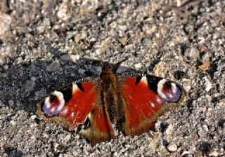 Tavus Kelebei (Inachis io)