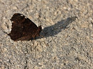 Tavus Kelebei (Inachis io)