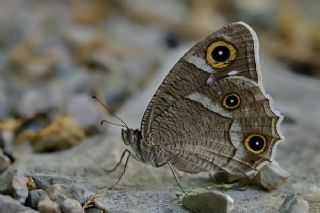 Beyaz Bandl Karamelek (Hipparchia parisatis)