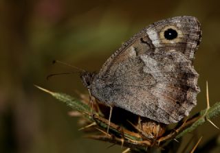 Aa Karamelei (Hipparchia statilinus)