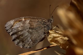 Aa Karamelei (Hipparchia statilinus)