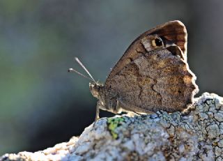 Aa Karamelei (Hipparchia statilinus)