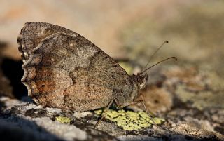 Aa Karamelei (Hipparchia statilinus)