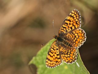 Benekli Byk parhan (Melitaea phoebe)