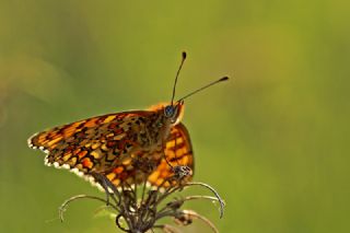 Benekli Byk parhan (Melitaea phoebe)