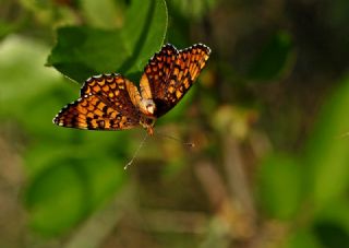 Benekli Byk parhan (Melitaea phoebe)