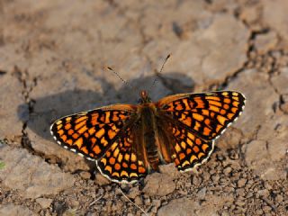 Benekli Byk parhan (Melitaea phoebe)