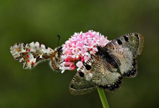 Yalanc Apollo (Archon apollinus)