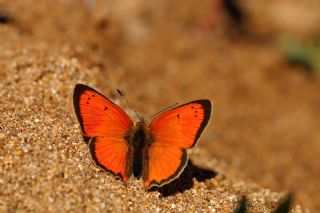 Osmanl Atei (Lycaena ottomanus)