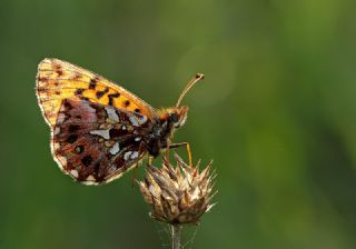 Morinci (Clossiana dia)