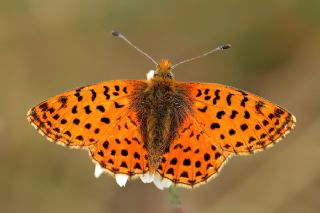 Balkan Meneke Kelebei (Boloria graeca)