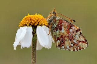 Balkan Meneke Kelebei (Boloria graeca)