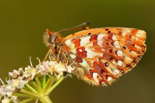 Balkan Meneke Kelebei (Boloria graeca)