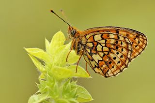 ift Noktal Brentis (Brenthis hecate)