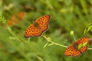 ift Noktal Brentis (Brenthis hecate)