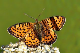 ift Noktal Brentis (Brenthis hecate)