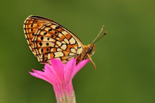 ift Noktal Brentis (Brenthis hecate)