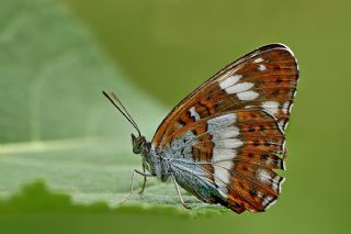 Hanmeli Kelebei (Limenitis camilla)