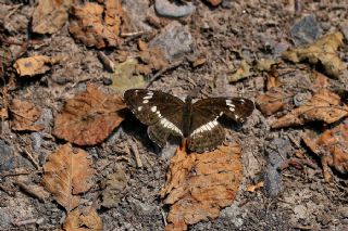 Hanmeli Kelebei (Limenitis camilla)