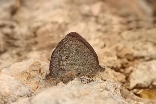 Karag�z&nbsp;(Ypthima&nbsp;asterope)