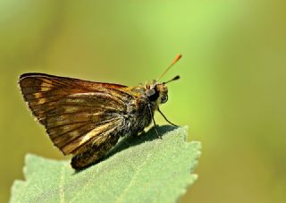 Orman Zpzp (Ochlodes sylvanus)