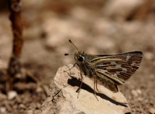 Gm Benekli Zpzp (Hesperia comma)