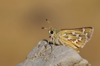 Gm Benekli Zpzp (Hesperia comma)
