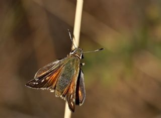 Gm Benekli Zpzp (Hesperia comma)