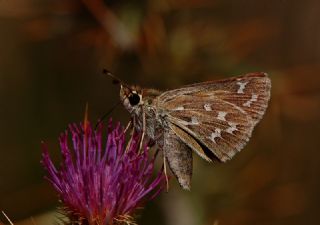 Gm Benekli Zpzp (Hesperia comma)