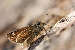 Gm Benekli Zpzp (Hesperia comma)