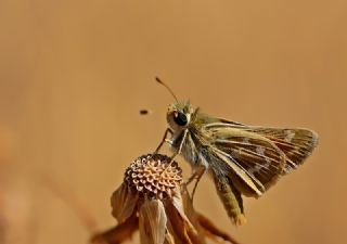 Gm Benekli Zpzp (Hesperia comma)