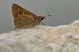 Alsides Zpzp (Eogenes alcides)