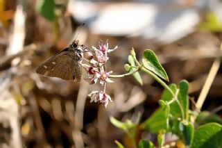 Alsides Zpzp (Eogenes alcides)