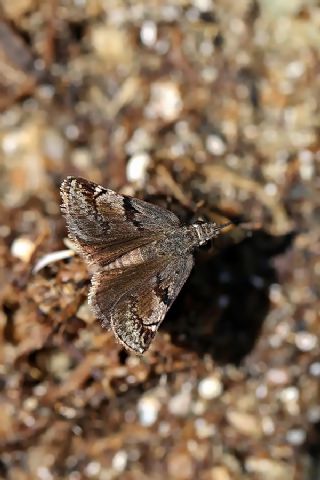Kara Zpzp (Erynnis marloyi)