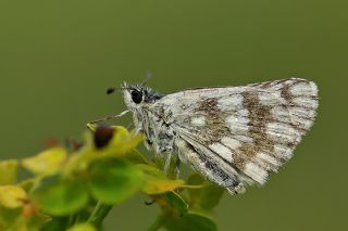 Mozaik Zpzp (Muschampia tessellum)