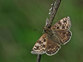 Pasl Zpzp (Erynnis tages)