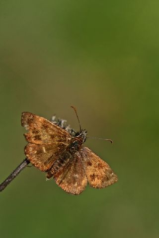 Pasl Zpzp (Erynnis tages)