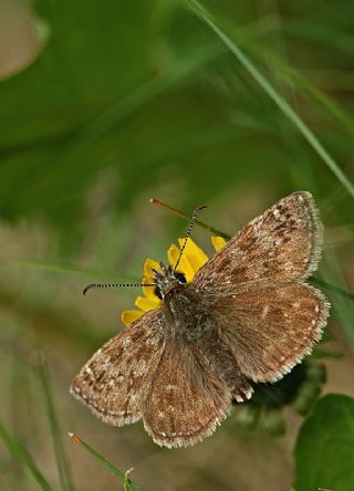 Pasl Zpzp (Erynnis tages)