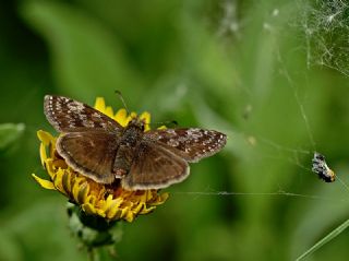 Pasl Zpzp (Erynnis tages)