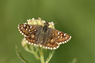 Byk Boz Zpzp (Pyrgus alveus)