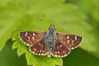 Kzl Zpzp (Spialia orbifer)