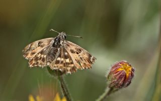 Hatmi Zpzp (Carcharodus alceae)