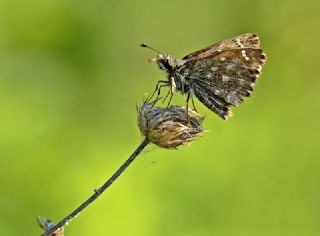 Hatmi Zpzp (Carcharodus alceae)