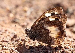 Anadolu Yalanccads (Pseudochazara anthelea)