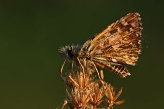 Ebegmeci Zpzp (Pyrgus malvae)