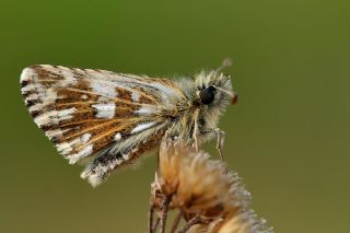 Ebegmeci Zpzp (Pyrgus malvae)