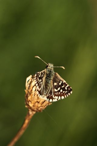 Ebegmeci Zpzp (Pyrgus malvae)